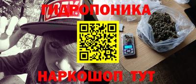 гашик Кингисепп