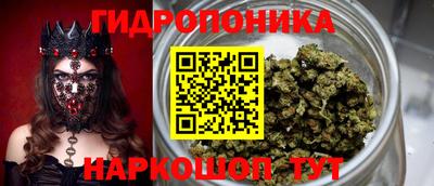 гашик Кингисепп