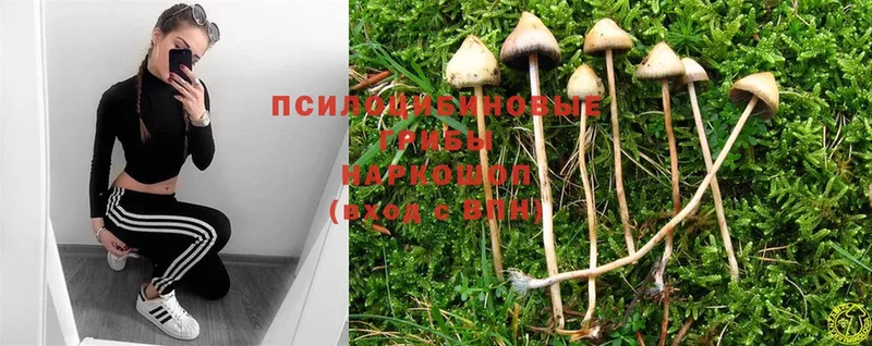 Галлюциногенные грибы Psilocybe  где можно купить   Новокубанск 